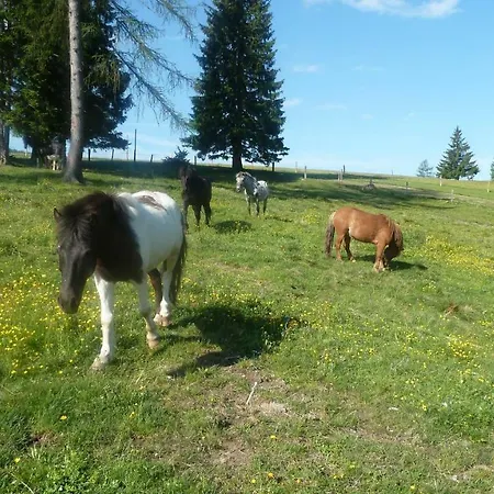 Hinterfischbachhof Radstadt