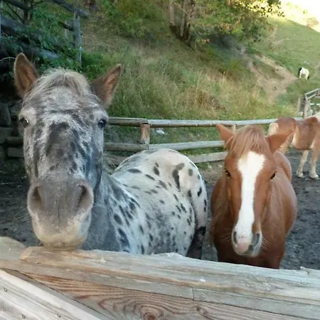 Hinterfischbachhof * Radstadt