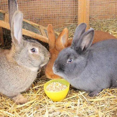 Hinterfischbachhof *