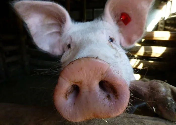 Hinterfischbachhof * Radstadt